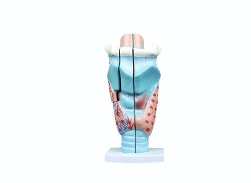 Magnified Human Larynx Model