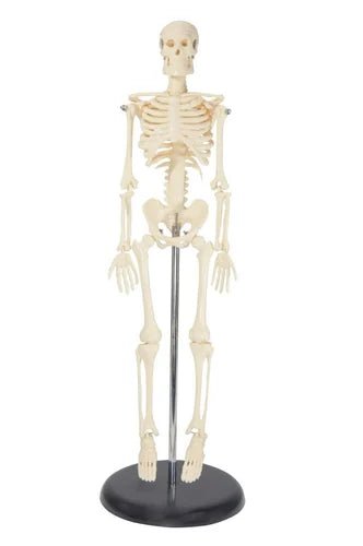 Kay Kay Human Skeleton