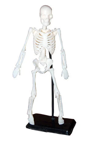 Educational Toy Skeleton Model