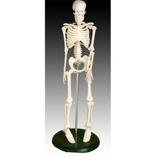 PVC Skeleton Model