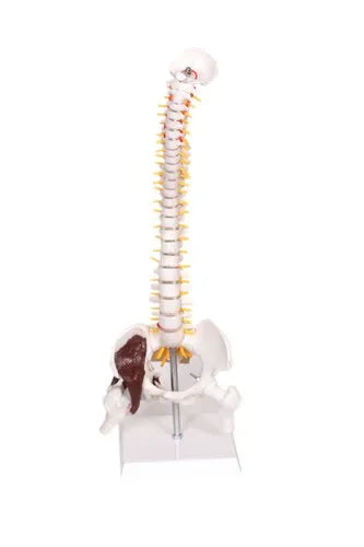 Spinal Column Model With Hip Muscles