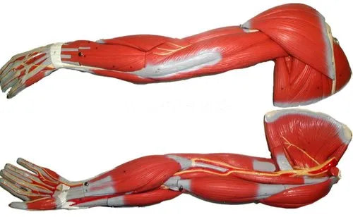 Human Arm Muscles Model