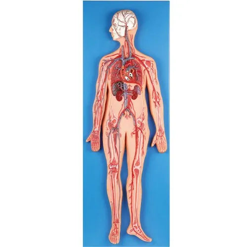PVC Human Circulatory System Model