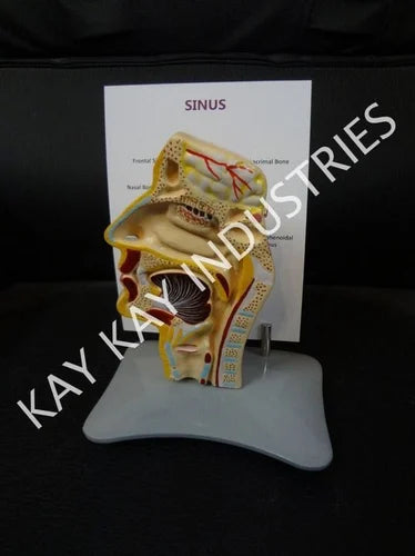 PVC Sinus Model