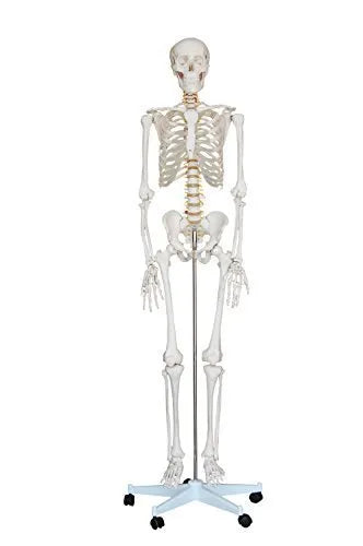 Male Skeleton Model