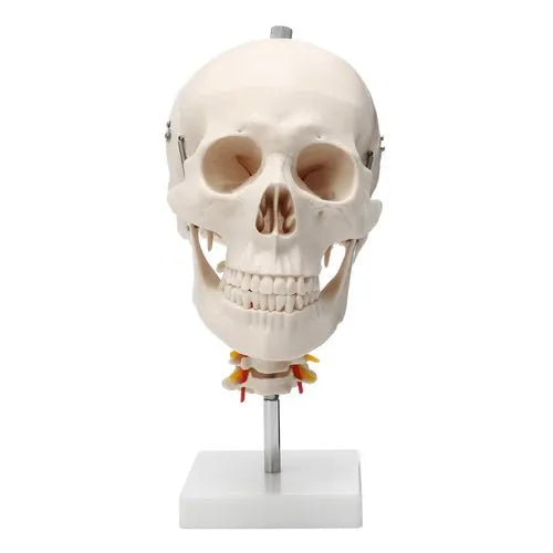 PVC Skull With Cervical Spine Model