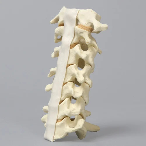 Spine Cervical Model