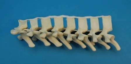 PVC Spine LG Thoracal Model