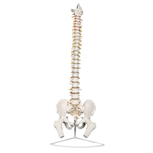 Spine Model With Pelvis And Femur Head