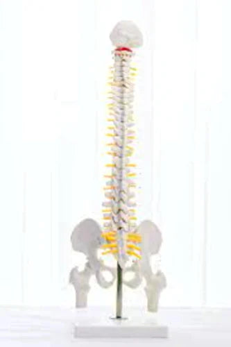 Spine Vertebral Column Model – REVITI