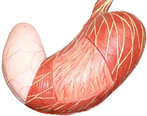 Stomach Model