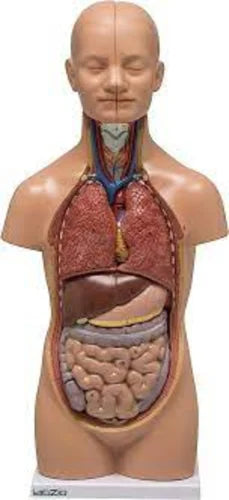 Unisex Mini Torso Model