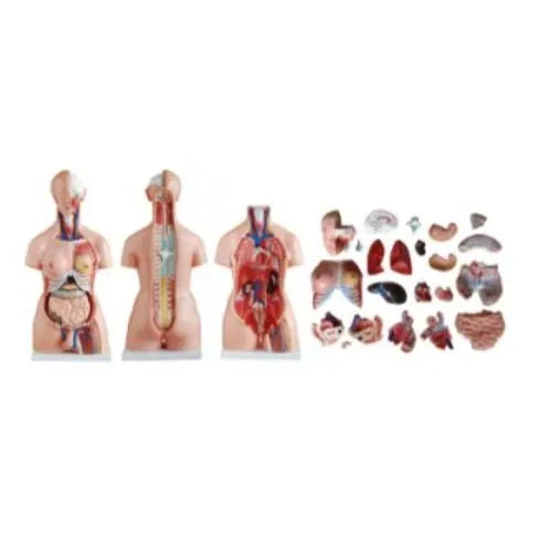 KKI-204 Unisex Torso 23 Parts 85 CM